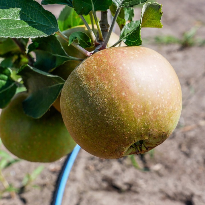SADZONKI DRZEWKA OWOCOWE JABŁOŃ SZARA RENETA NAJLEPSZA CENIONA DO