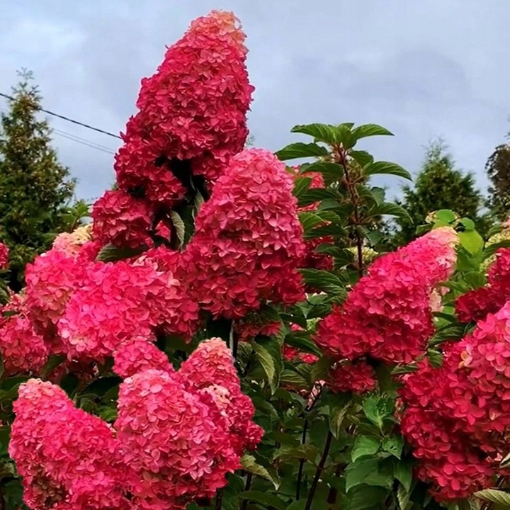HORTENSJA bukietowa FRAISE MELBA, NEONOWA CZERWIEŃ DUŻA, 3 LETNIA