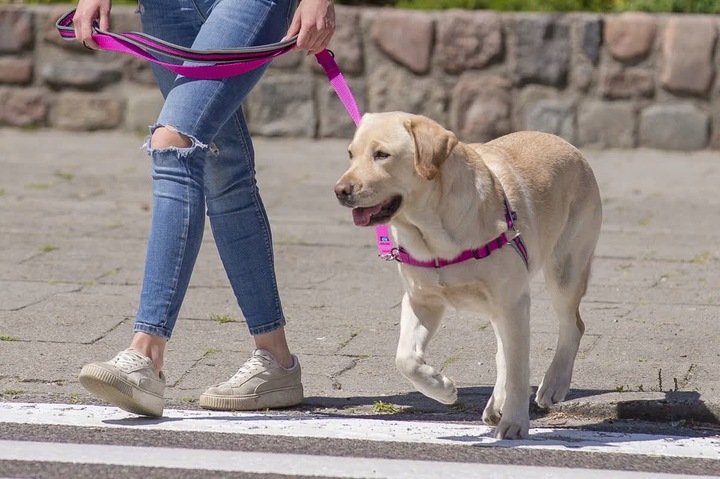 Szelki treningowe dla psa typu easy walk, ODBLASKI