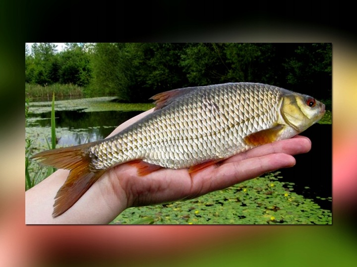 BAT MISTRALL ZINO COMPETITION POLE 6m / 10-30g