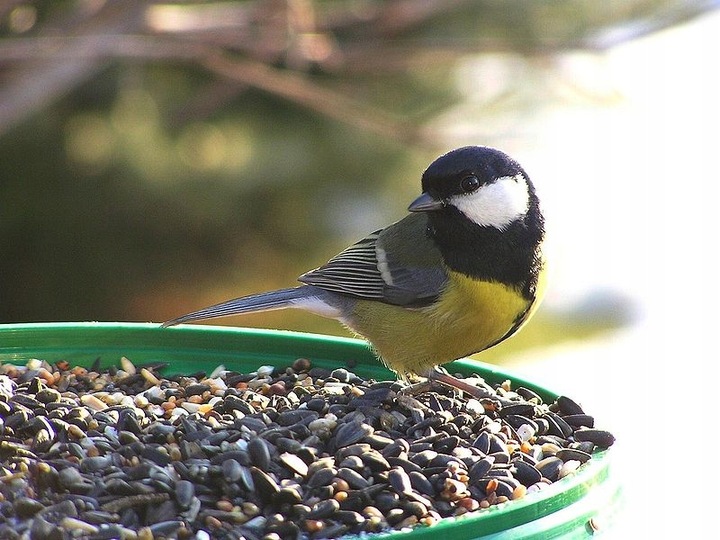 Czarny Słonecznik Ziarna Czyszczony Karma PREMIUM Dla Ptaków I Gołębi 10 kg