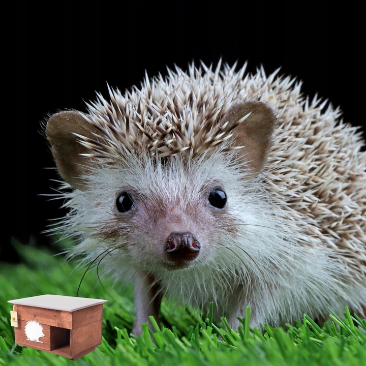 Domek dom dla Jeża jeży DREWNIANY budka dom legowisko producent XXL