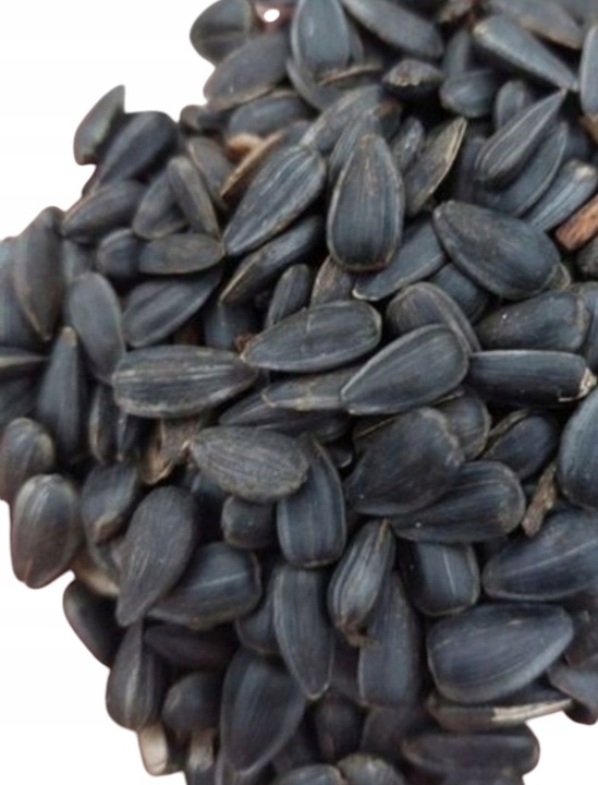 Słonecznik czarny 14 kg pokarm dla papug karma dla ptaków GRTIS kula tluszc