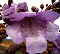 Paulownia ShanTong Drzewo tlenowe 100nasion+gratis
