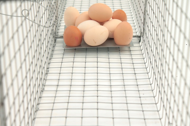 żywołapka pułapka lisy kuny wydry bobry koty skuteczna