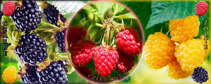 MALINA - LASZKA WCZESNA - SMACZNA PAKIET 10 MALIN