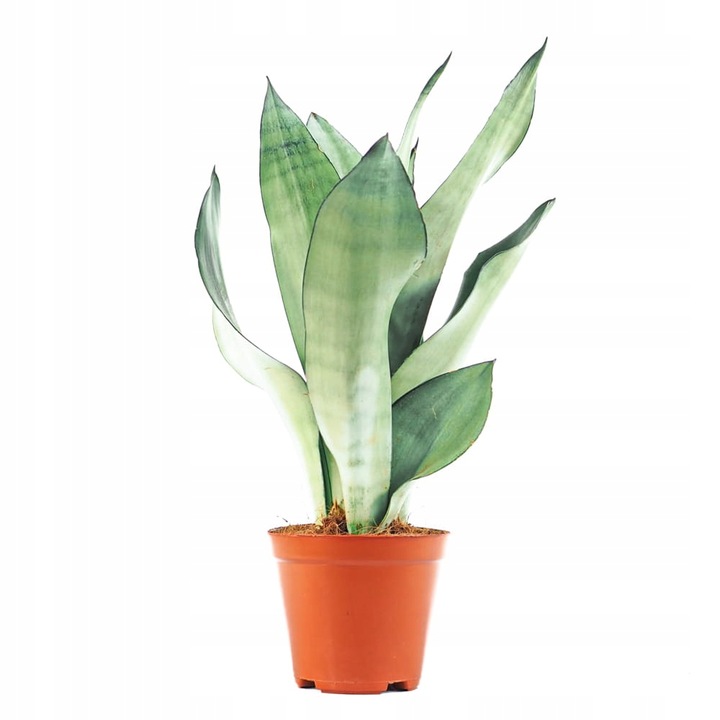 Sansevieria'Moonshine' KSIĘŻYCOWA PIĘKNOŚĆ -Sansewieria Wytrzymały Sukulent