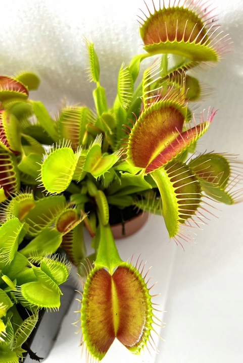 DOROSŁA MUCHOŁÓWKA odm, GIANT TRAP w DONICZCE