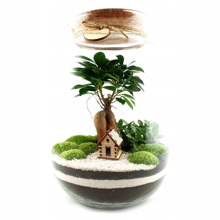 ZESTAW STARTOWY do las w słoiku MIKROKLIMAT