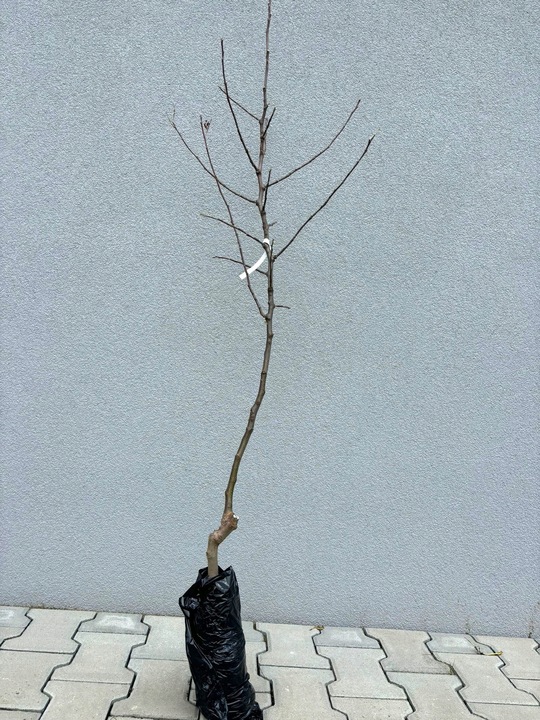 Jabłoń papierówka OLIWKA ŻÓŁTA bardzo wczesna PAPIERÓWKA Z DZIECIŃSTWA