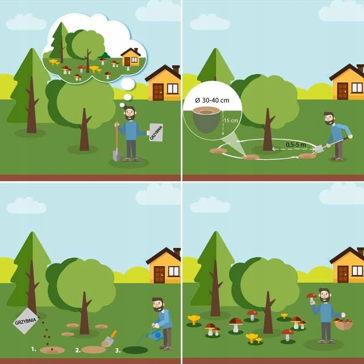 BOROWIK BRZOZOWY grzybnia grzyby leśne Mycelium