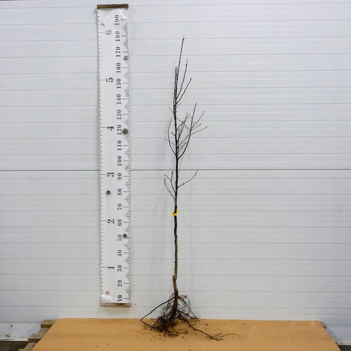 SADZONKI DRZEWKA OWOCOWE ŚLIWA TOPHIT PÓŹNA BARDZO DUŻA SOCZYSTA