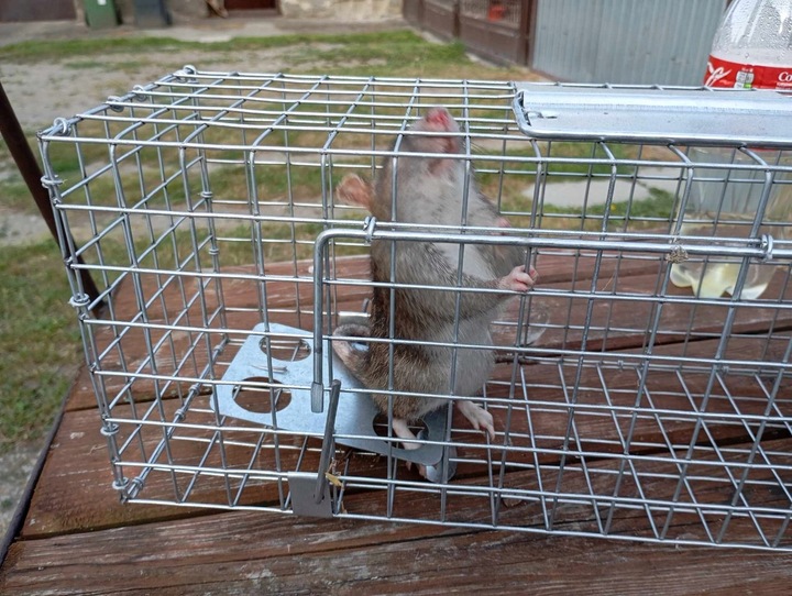 ŻYWOŁAPKA PUŁAPKA NA KUNY SZCZURY ŁASICE NORKI TCHÓRZE ŁASKI ŁAPKA