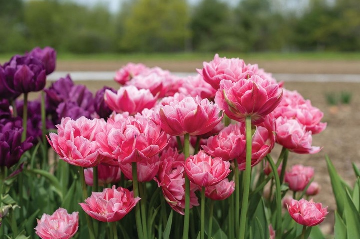 TULIPAN cebulki DOUBLE MIX KOLORY RÓŻU 20 szt. + GRATIS