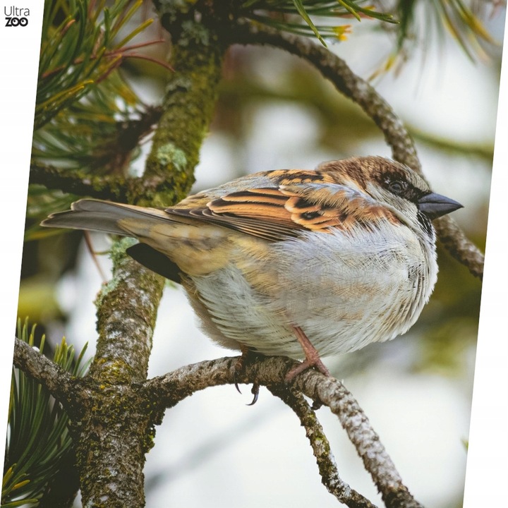 TRUX Karma ziarno dla ptaków zimujących 10kg sikorek wróbli gołębi zimowa