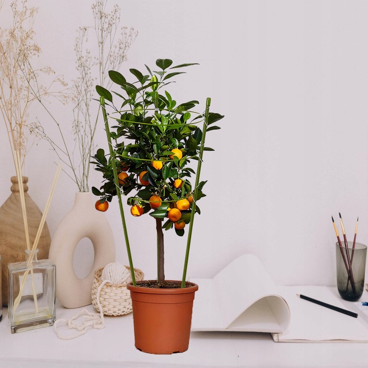 Podpórka do Kwiatów Podpora dla Roślin Doniczkowych Pnących Kwiatka 61cm 5x