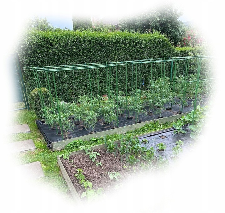 Tyczka Podpora Palik do Pomidorów Roślin Kwiatów 1,1 x 150 cm 10 szt