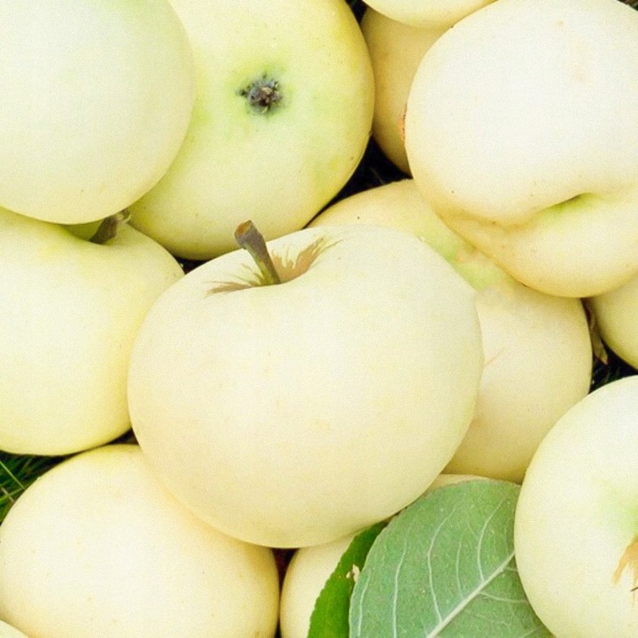 SADZONKI DRZEWKA OWOCOWE JABŁOŃ PAPIERÓWKA STAROPOLSKA WCZESNA