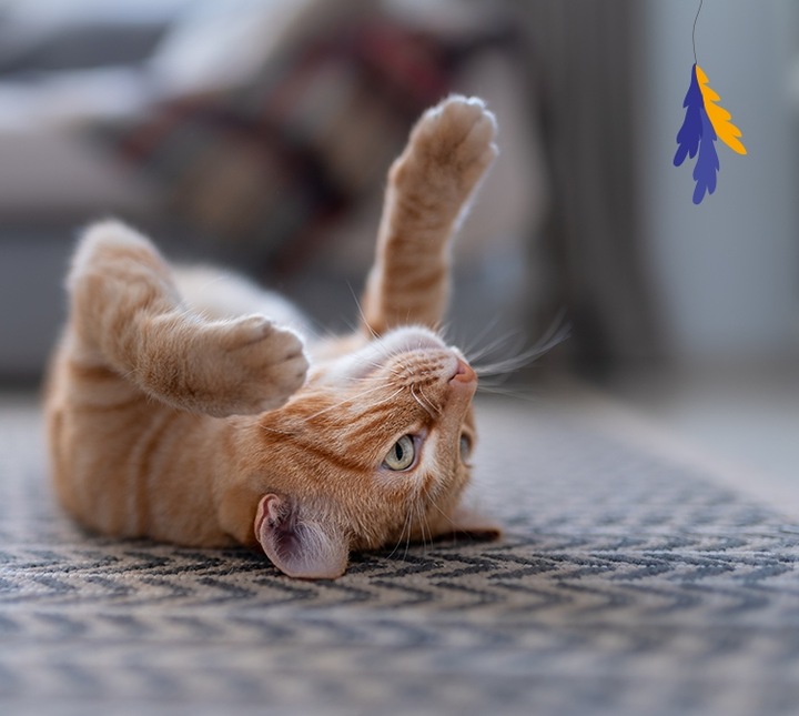 Animal Island 40x85g Wołowina Kurczak Indyk Ryba Mokra Karma dla Kota