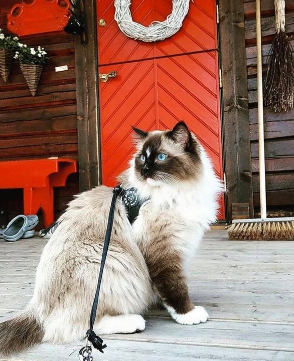 SZELKI dużego kota 38-48cm do 6kg Brytyjski TRE PONTI czarne Z ODBLASKAMI