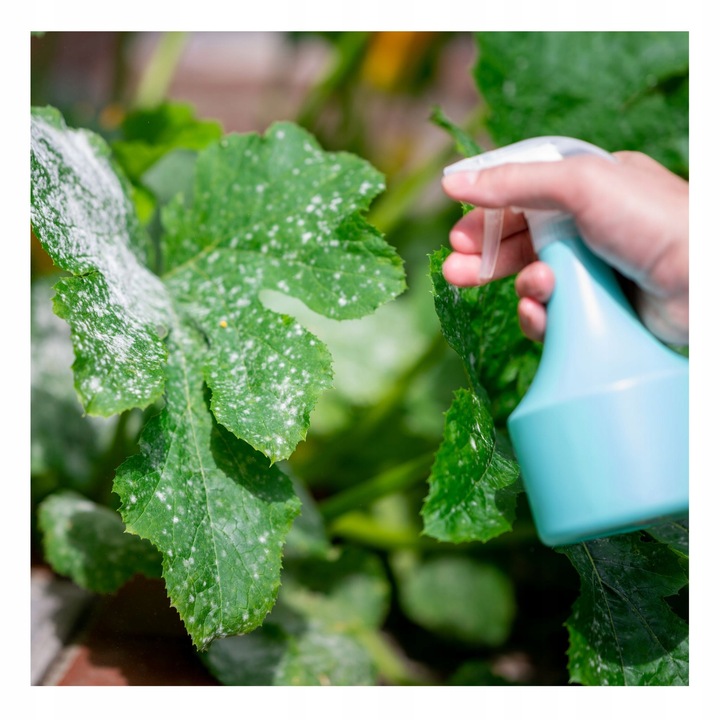 ŚWIEŻE DROŻDŻE PIEKARSKIE 2,5 KG IDEALNE DO PIECZENIA CHLEBA PIZZY