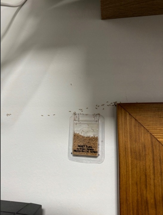 SILNY PROSZEK ŚRODEK PREPARAT TRUTKA NA MRÓWKI FARAONA PROTECT 3 SZT