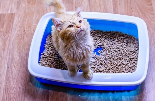 ŻWIREK DREWNIANY 15KG DLA KOTÓW CHOMIKÓW KRÓLIKÓW PELLET