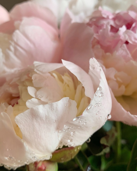 Zapach do świec olejek Piżmo Białe Piwonia 100 ml