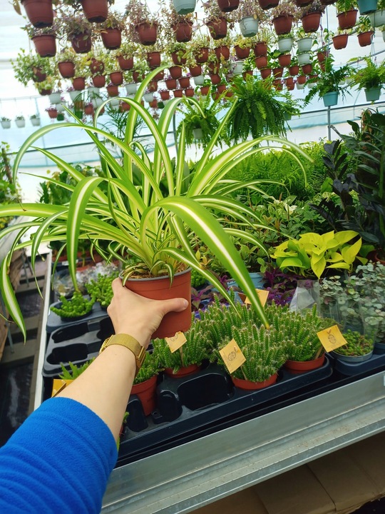 Zielistek Chlorophytum comosum Variegatum Zielistka