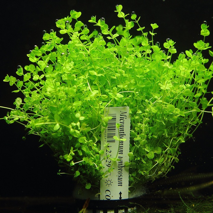 Micranthemum Umbrosum XXL Rośliny do akwarium | Łatwa