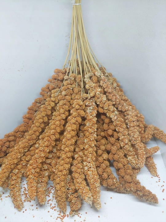 Proso senegalskie czerwone w kłosach Naturalny przysmak 1kg