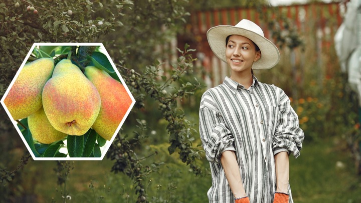 Grusza FAWORYTKA / KLAPSA słodka STARA ODMIANA klasyk sadzonka