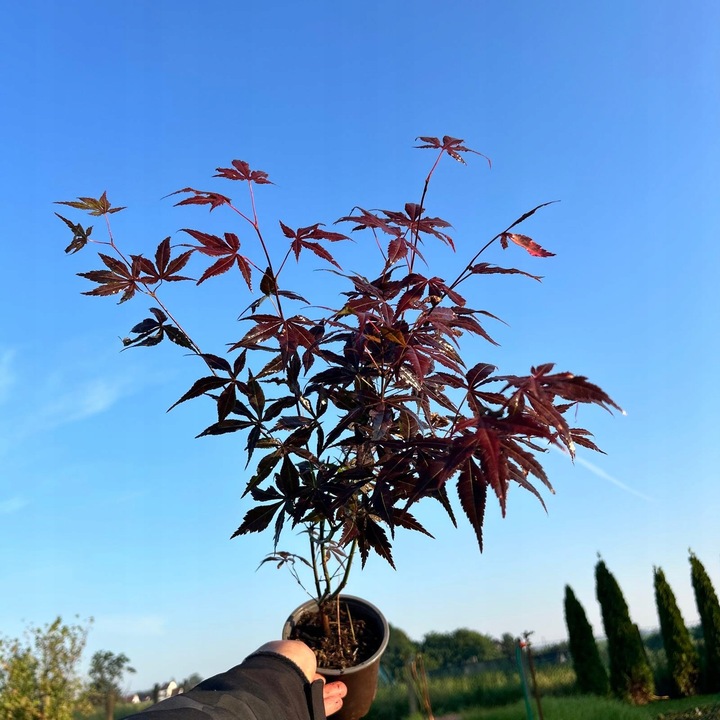 Klon Palmowy ATROPURPUREUM Sadzonka 1L