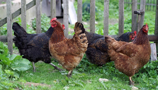 Dolmix DN Dolfos mieszanka witaminowo mineralna dla kur niosek 5kg