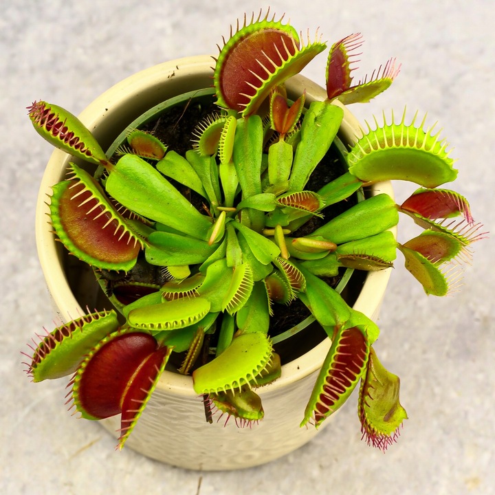 Muchołówka Dionaea Muscipula RED DRAGON OWADOŻERNA Zimoodporne