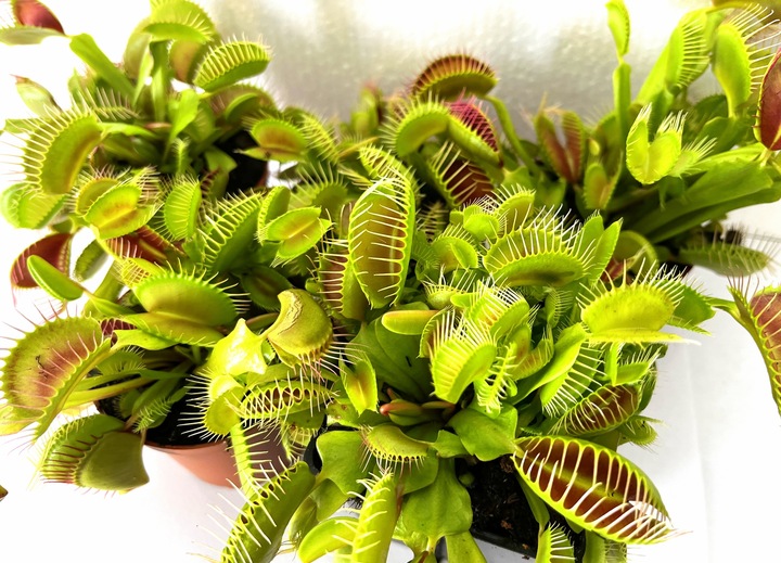 DOROSŁA MUCHOŁÓWKA odm, GIANT TRAP w DONICZCE