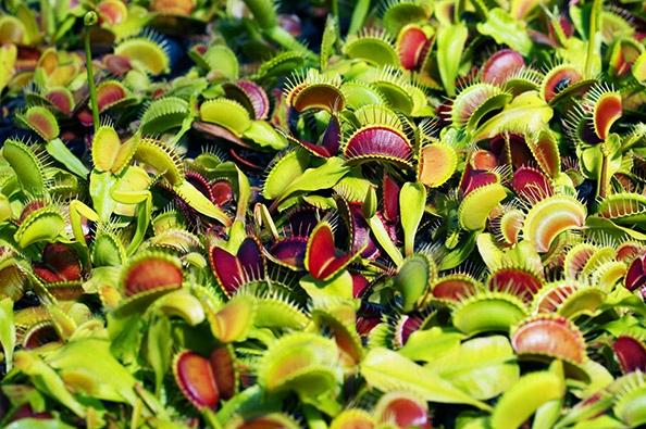 Głodna MUCHOŁÓWKA największa XXXL 4-letnia