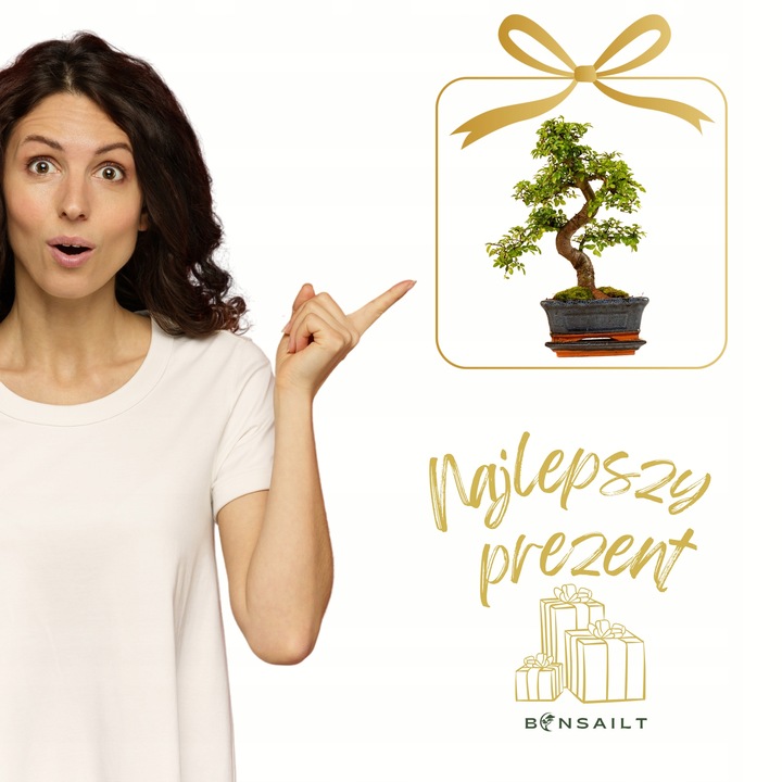 Drzewko Bonsai Wiąz Chiński 25–30 cm – Ulmus parvifolia P15 S