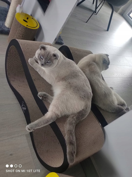 DRAPAK DLA KOTA KARTONOWY DUŻY LEGOWISKO 75x26x25 cm HomeCatty