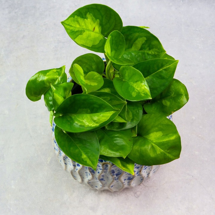 Zestaw do zrobienia podłoża przepuszczalnego, luźnego dla roślin 8L