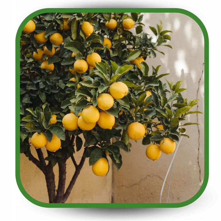 BIO Podłoże do Cytrusów 20l EKO Ziemia Oliwki Mango Awokado