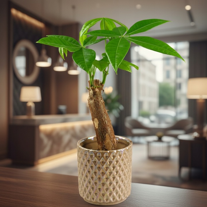 Pachira Aquatica Pachira wodna drzewko szczęścia! D9cm TYPU BONSAI