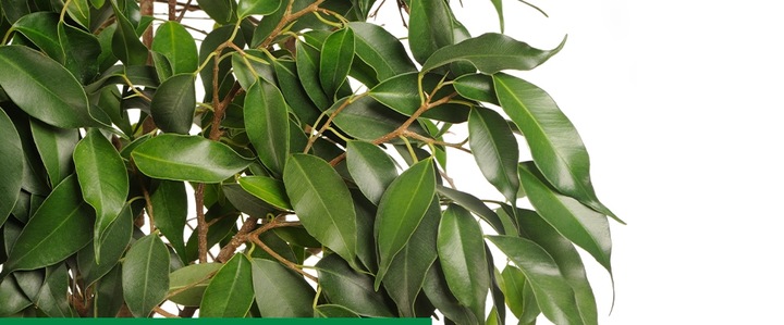 Sanium Pin Owadobójcze Pałeczki + Nawóz 40sztuk miseczniki mączliki