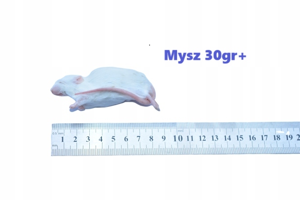 Myszy mrożone 1 Kg - 16/35g