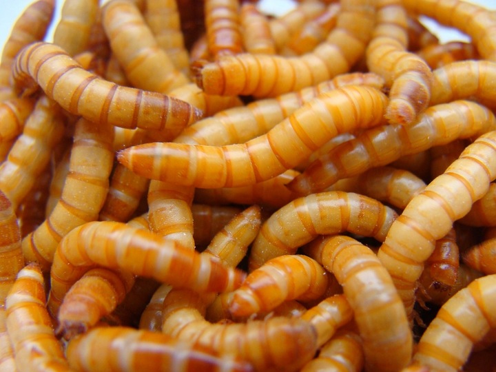 Mącznik młynarek - 1000 ml, 1 litr + legalna wysyłka