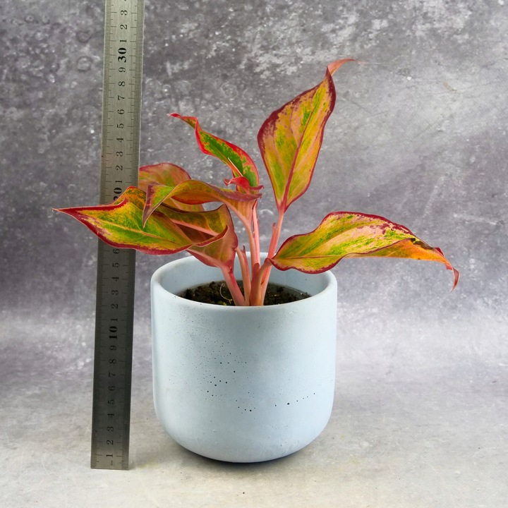 AGLAONEMA Crete FLAMES Red d9cm Niesamowicie wybarwiona PŁOMIENNA