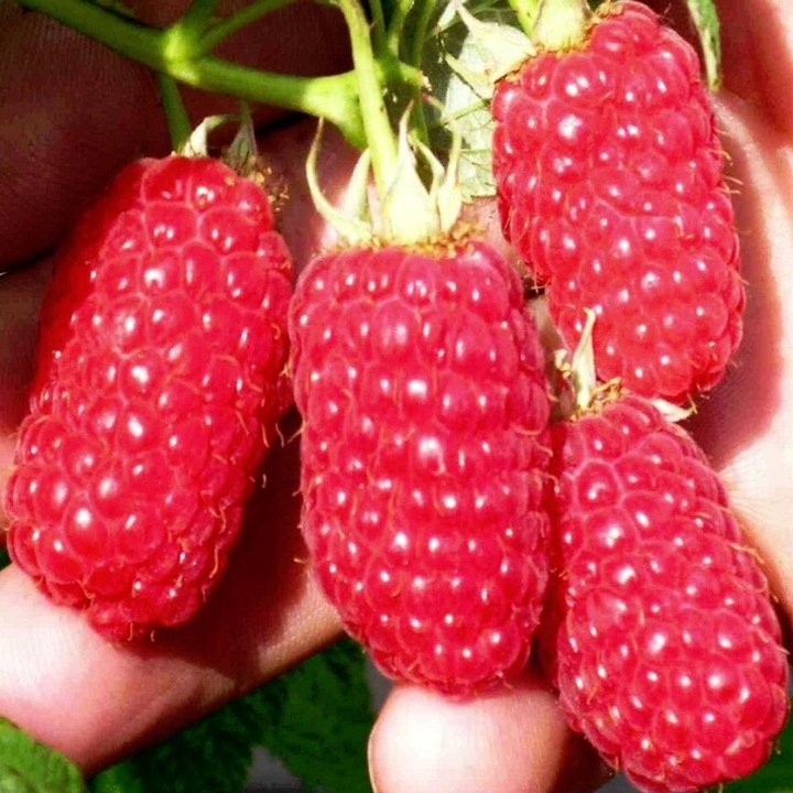 MALINA - LASZKA WCZESNA - SMACZNA PAKIET 10 MALIN