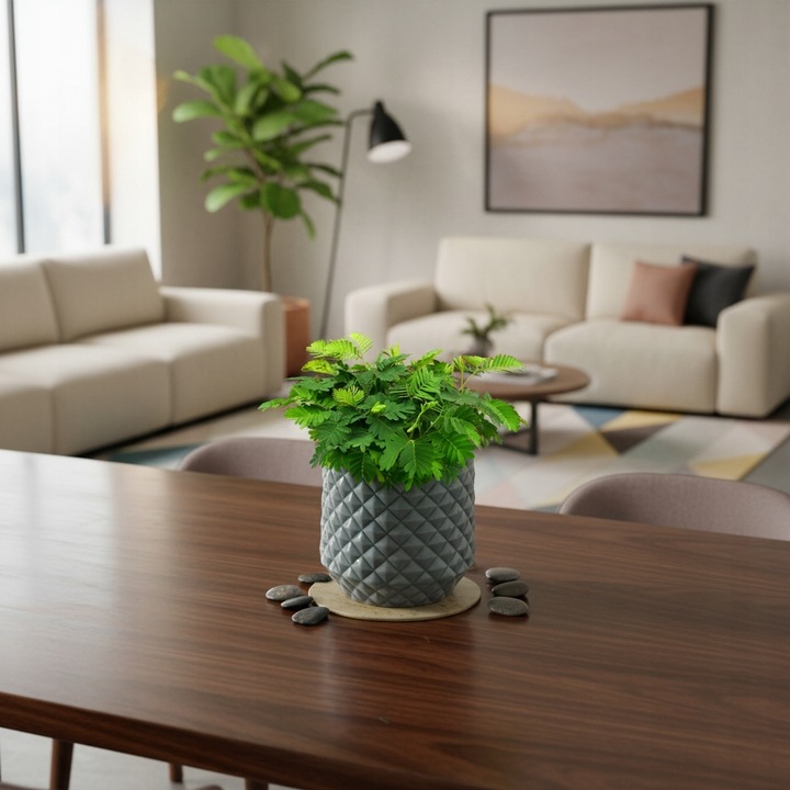 Mimosa Pudica MiMOZA wstydliwa roślinka rozmiar S Bardzo delikatna