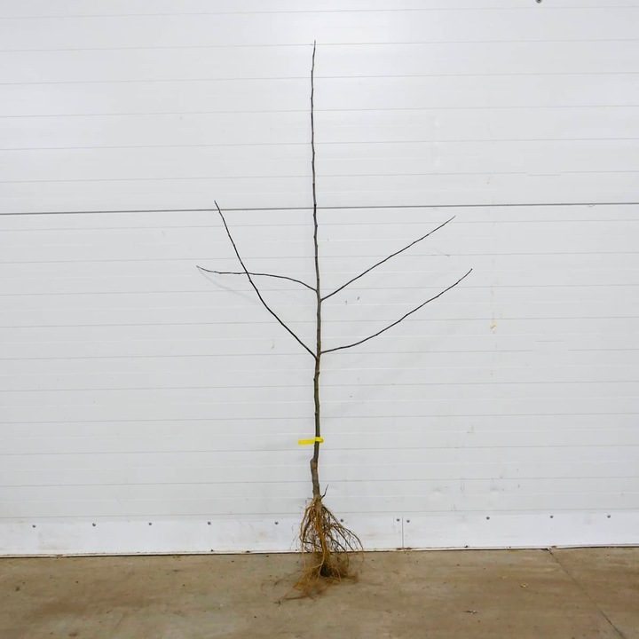 SADZONKI DRZEWKA OWOCOWE JABŁOŃ SZAMPION SŁODKA NAJLEPSZA I SOCZYSTA