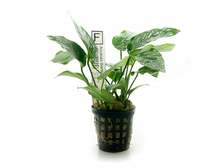 Anubias Barteri (Bartera) koszyk